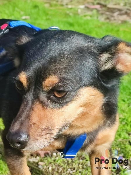 Klein Alwin auf Pflegestelle