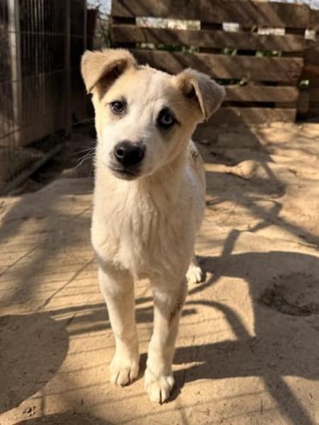 Maple, geb. 12/2025, 52531 Übach-Palenb.