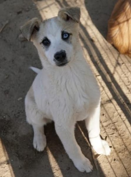 Maple, geb. 12/2025, 52531 Übach-Palenb.