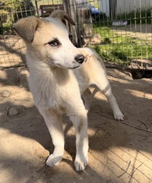 Maple, geb. 12/2025, 52531 Übach-Palenb.