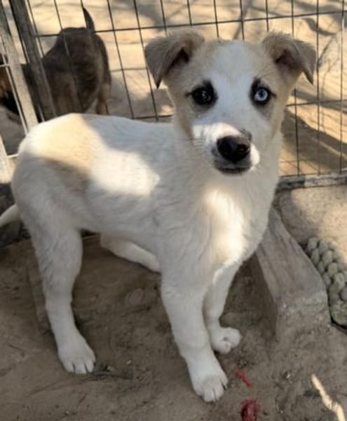 Maple, geb. 12/2025, 52531 Übach-Palenb.