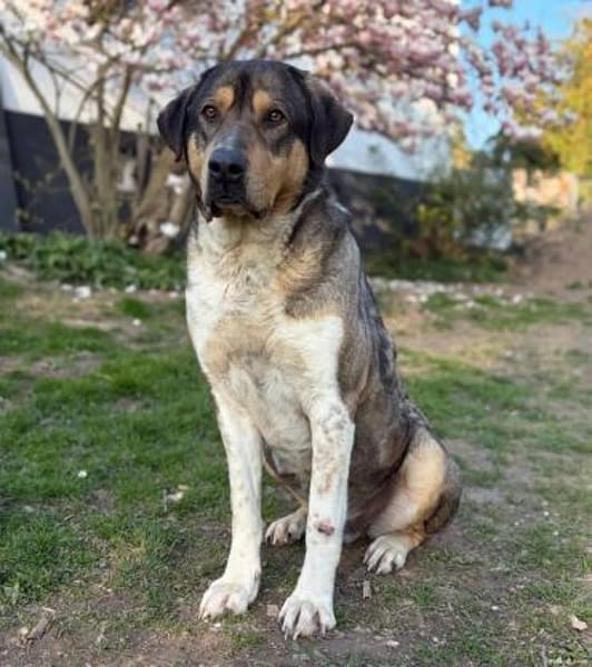 CARLO - verschmuster Rüde sucht Zuhause