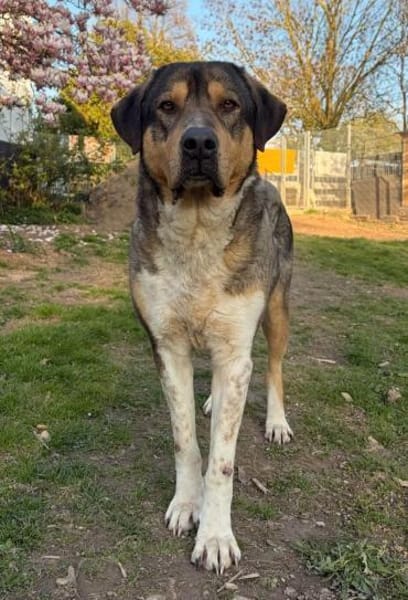 CARLO - verschmuster Rüde sucht Zuhause