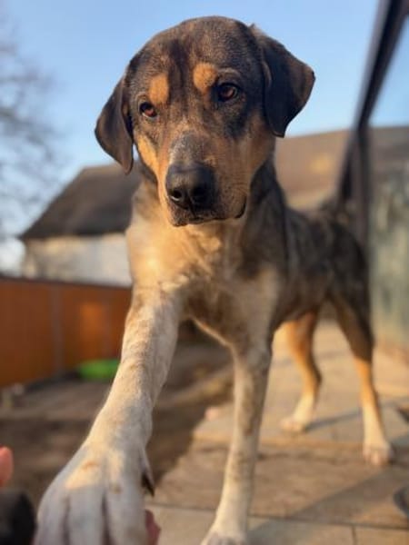 CARLO - verschmuster Rüde sucht Zuhause