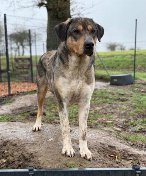 CARLO - verschmuster Rüde sucht Zuhause