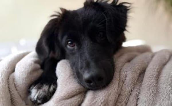 Frieda sucht ein Zuhause mit Hundekumpel