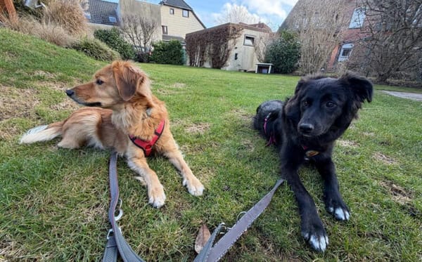 Frieda sucht ein Zuhause mit Hundekumpel