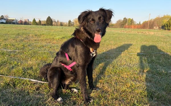 Frieda sucht ein Zuhause mit Hundekumpel
