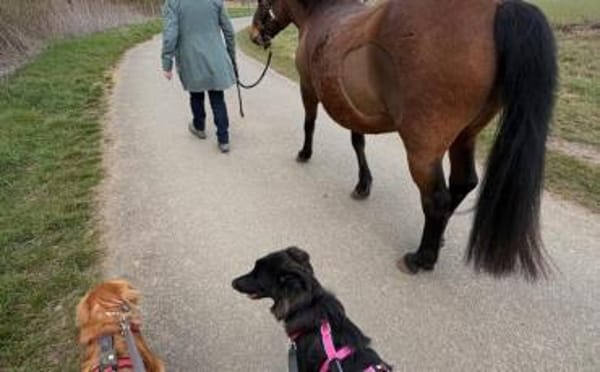 Frieda sucht ein Zuhause mit Hundekumpel