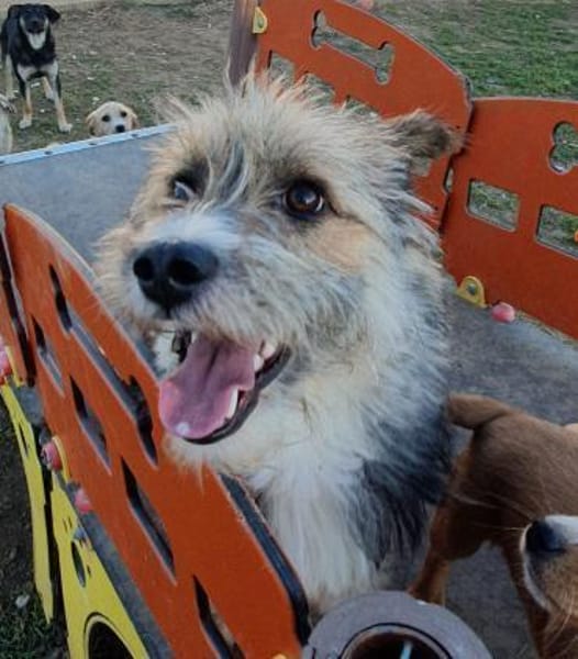 Kleiner Rocky sucht seinen Safe Place