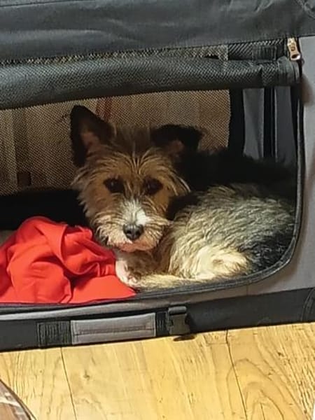 Kleiner Rocky sucht seinen Safe Place