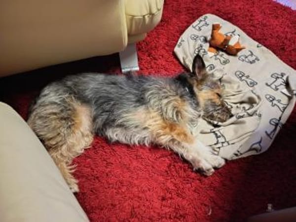 Kleiner Rocky sucht seinen Safe Place