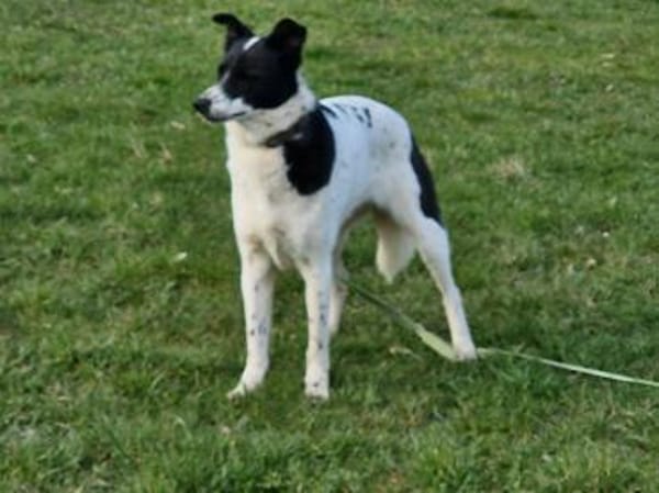 Cora verspielt sozial schmusig