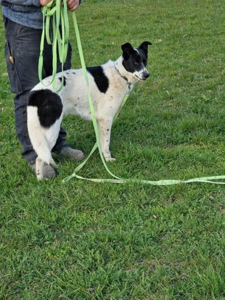 Cora verspielt sozial schmusig