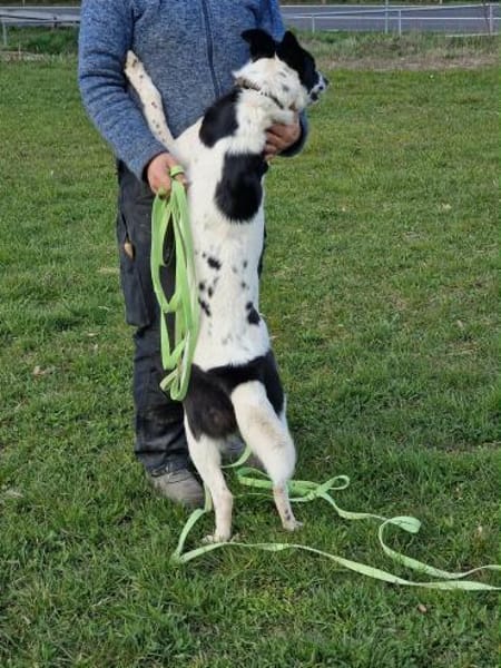 Cora verspielt sozial schmusig