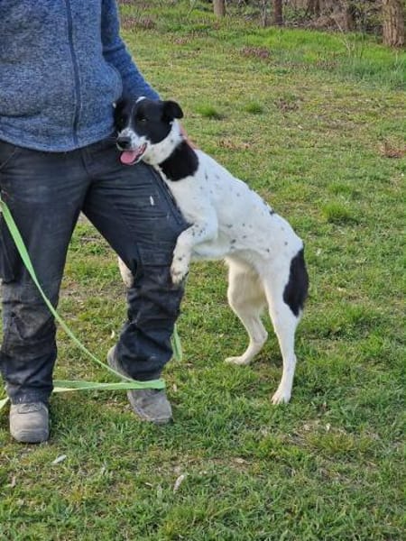 Cora verspielt sozial schmusig