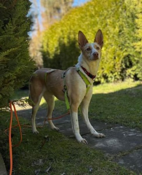 Ziggy sucht nun ein Traumzuhause