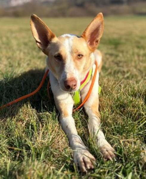 Ziggy sucht nun ein Traumzuhause