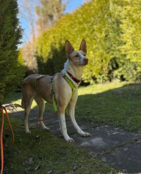 Ziggy sucht nun ein Traumzuhause