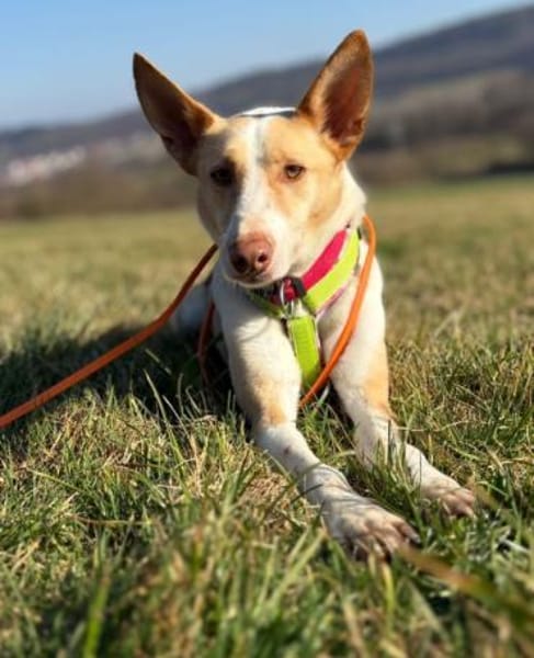 Ziggy sucht nun ein Traumzuhause