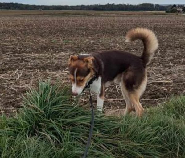 Carlos sucht sein perfektes Match