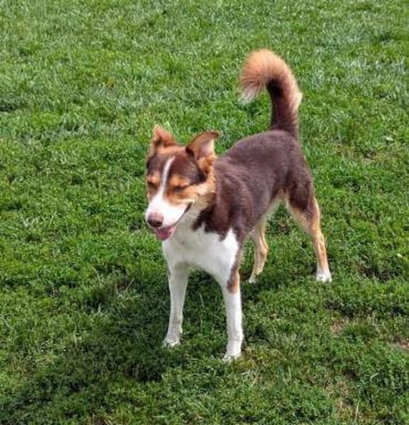 Carlos sucht sein perfektes Match