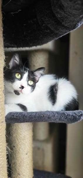 Chupa  aufgeweckte junge Entdeckerin