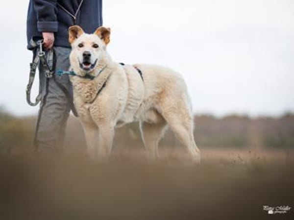 Tolomeo wünscht sich ein Zuhause