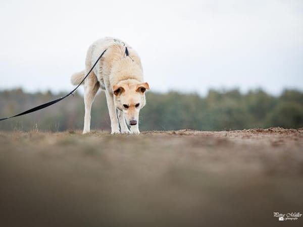 Tolomeo wünscht sich ein Zuhause
