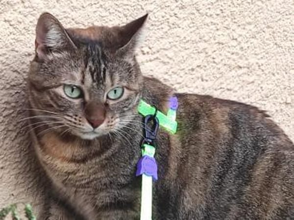 Nanetta sucht ihr Traumzuhause