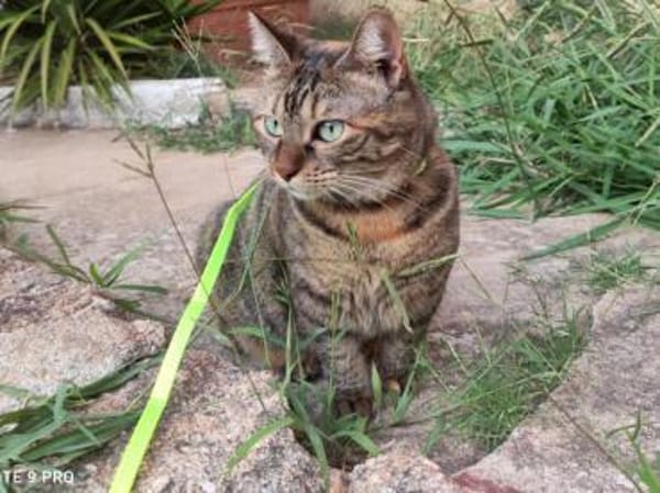 Nanetta sucht ihr Traumzuhause