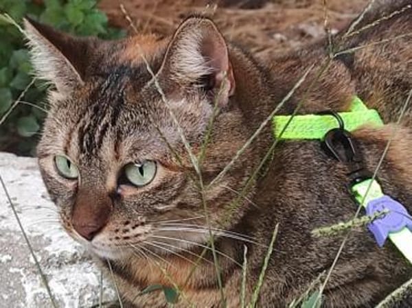 Nanetta sucht ihr Traumzuhause