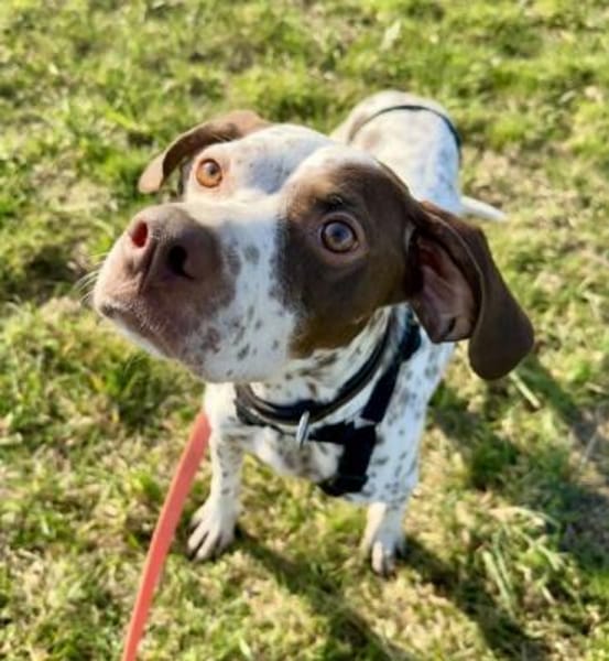 Acira, geb. ca. 04/2023, 67735 Mehlbach