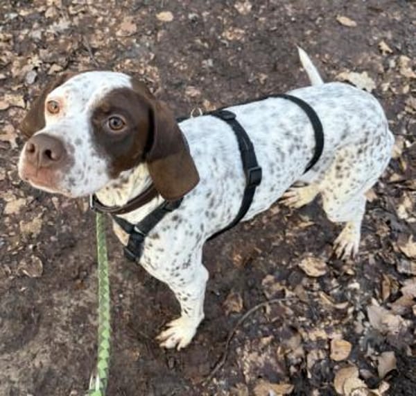 Acira, geb. ca. 04/2023, 67735 Mehlbach