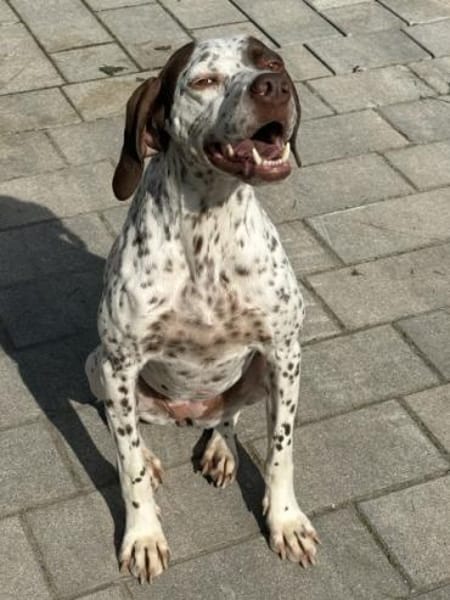 Acira, geb. ca. 04/2023, 67735 Mehlbach