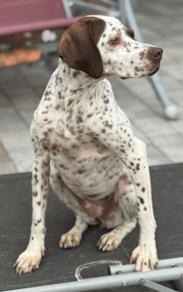 Acira, geb. ca. 04/2023, 67735 Mehlbach