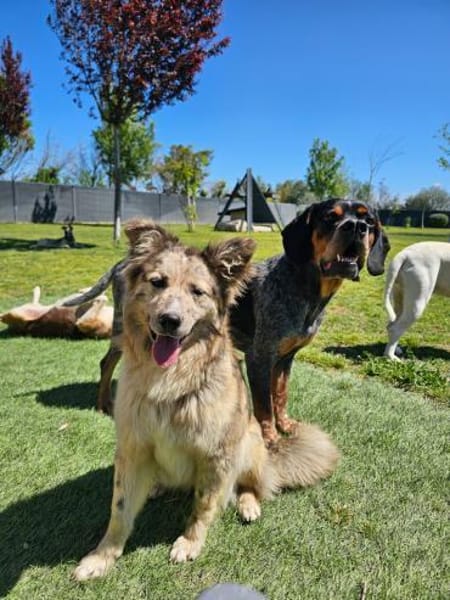 SOJA ❤ Border Collie Berger des Pyrénée