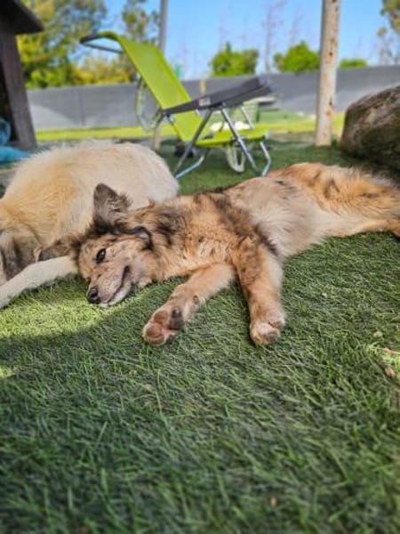 SOJA ❤ Border Collie Berger des Pyrénée