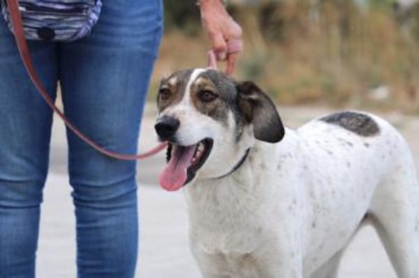 Elric ist ein wunderbarer, offener Hund!