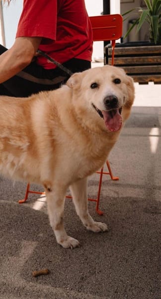 Ein Wattewölkchen auf vier Pfoten- Eira