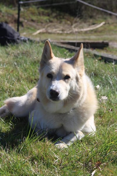 Ein Wattewölkchen auf vier Pfoten- Eira