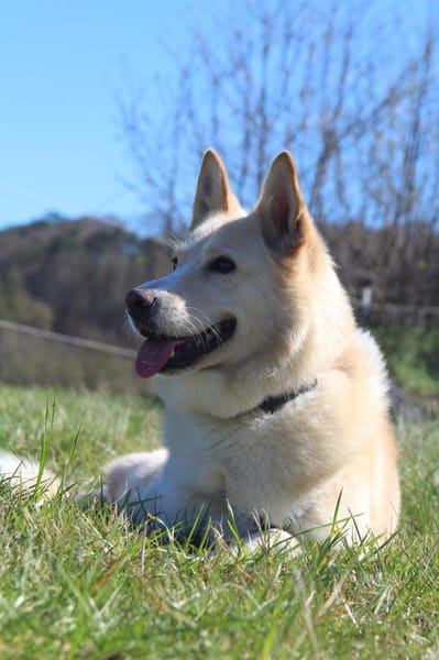 Ein Wattewölkchen auf vier Pfoten- Eira