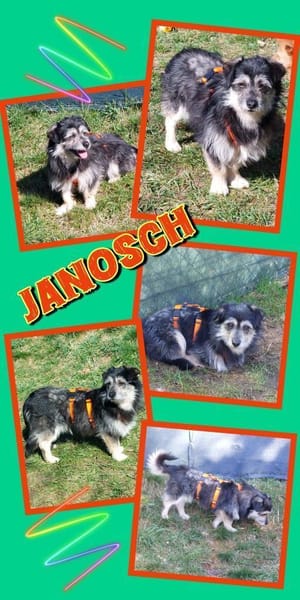 lieber kleiner Janosch auf PS 90562