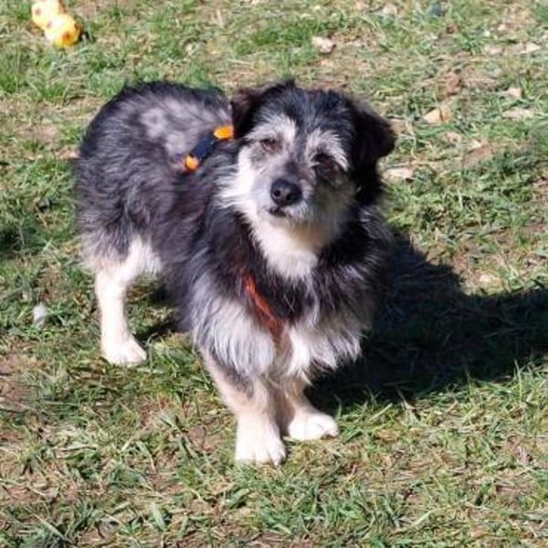 lieber kleiner Janosch auf PS 90562