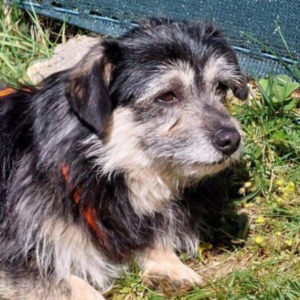 lieber kleiner Janosch auf PS 90562