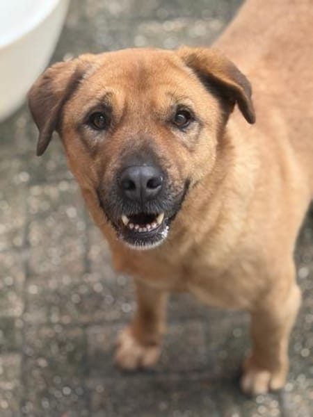 LENY - Goldschatz sucht Zuhause