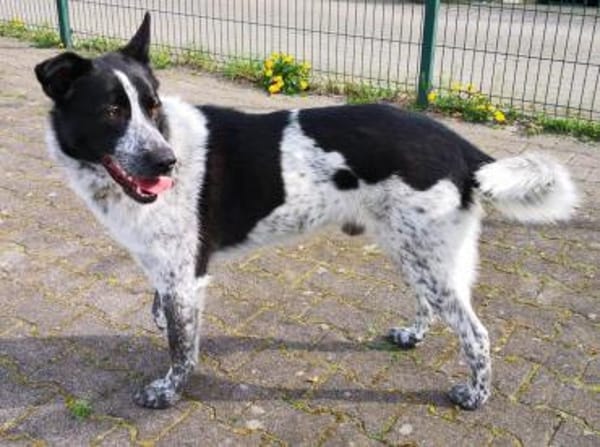 Pfiffiger SEBASTIAN sucht aktive Mensche