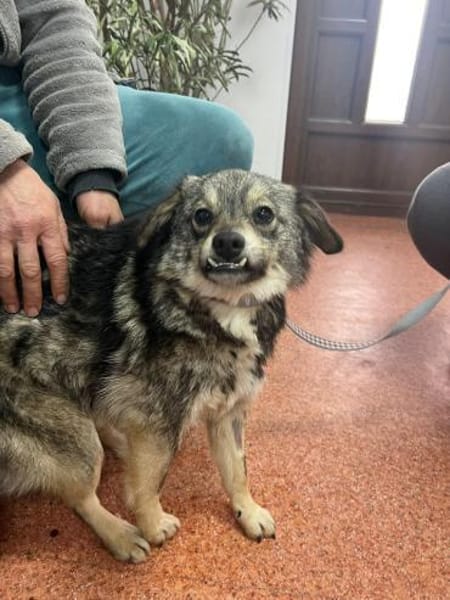 Hale wartet in 55432 Damscheid auf Dich!