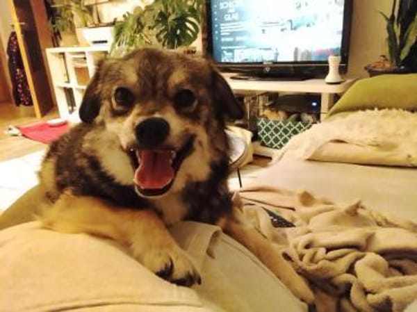 Hale wartet in 55432 Damscheid auf Dich!