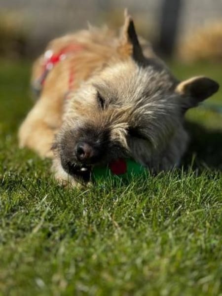 NETTI -kleine Strahlemaus-